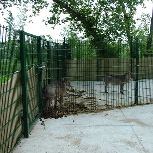 Warthogs at Plzen, 25/05/10