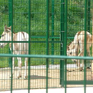 Kulan at Plzen, 25/05/10