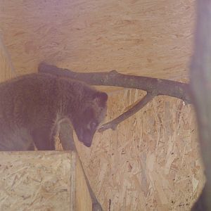 Philippine Palm Civet at Plzen, 25/05/10