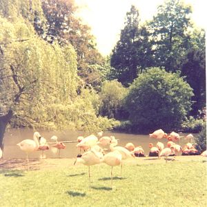 Flamingos at Flamingo Land - Mid 1970's