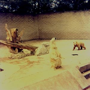 Bears at Flamingo Land - Mid 1970's