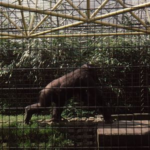 Gorilla at London Zoo Early 1980's