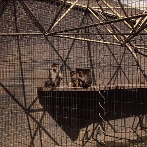 Monkeys at London Zoo Early 1980's