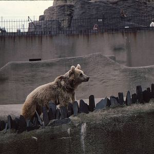 Bears at London Zoo Early 1980's