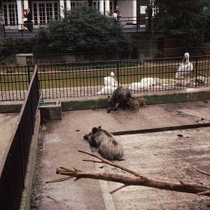 Wild Boar at London Zoo Early 1980's