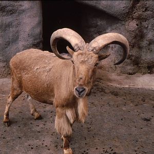 Mountain Goats at London Zoo Early 1980's