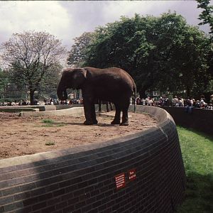 Elephant Enclosure at London Zoo Early 1980's