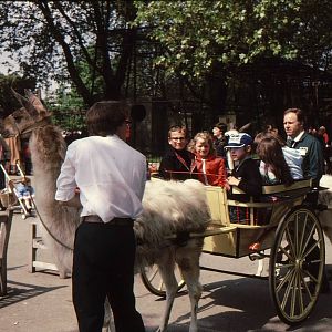 Llama Rides at London Zoo Early 1980's