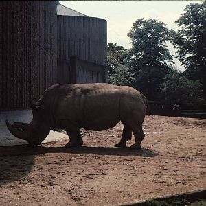 Rhino Enclosure at London Zoo Early 1980's