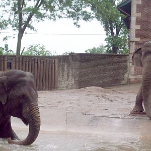 The Elephant Girls of Buffalo Zoo