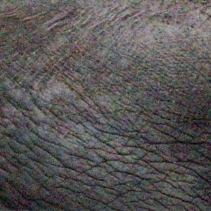 Elephant Skin
