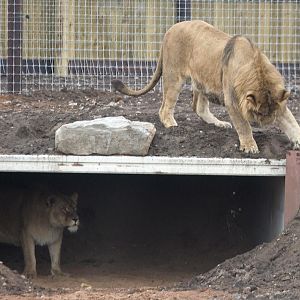 Lions  - Cezar's pride - Alis and one of her sons