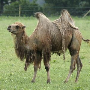 Camel