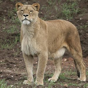 Lions - Johnny Junior's Pride