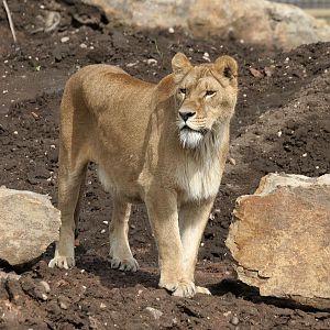 Lions - Johnny Junior's Pride