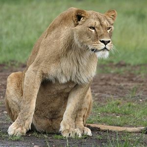 Lions - Johnny Junior's Pride