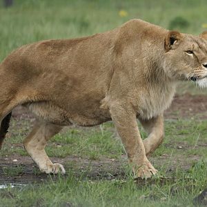 Lions - Johnny Junior's Pride