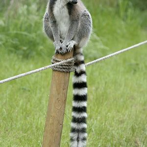 Ring tail lemur - lemur walkthrough