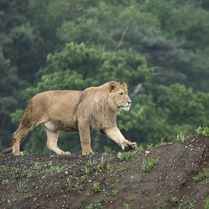 Lions - Johnny Senior's Pride - Simba