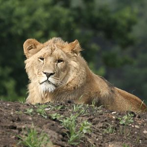 Lions - Johnny Senior's Pride - Simba