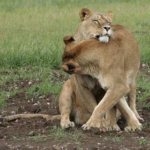 Lions - Johnny Junior's Pride