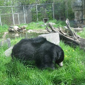 Sloth Bear