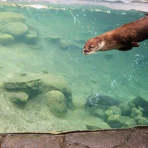 River Otter Exhibit.