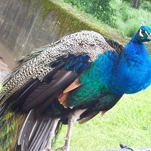 Peafowl.