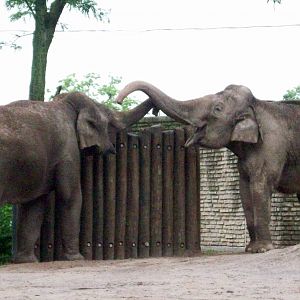 Elephant Love