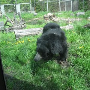 Sloth Bear