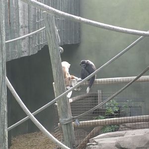 White-Handed Gibbons