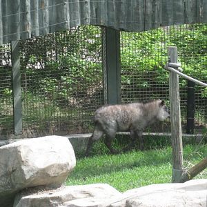 Japanese Serow