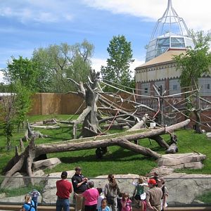 Gorilla's outdoor exhibit