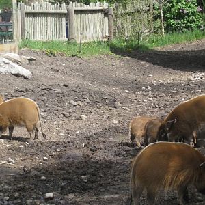 Red River Hog family