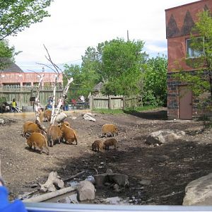 Red River Hogs