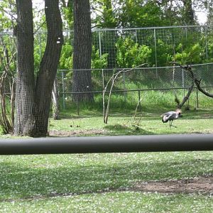 East-African Grey Crowned Crane