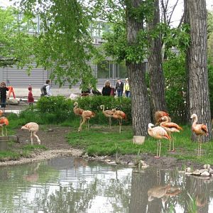 Chilean Flamingos