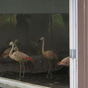 Chilean Flamingos