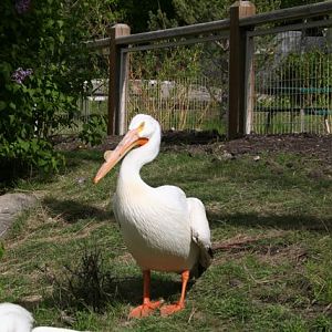 American White Pelican