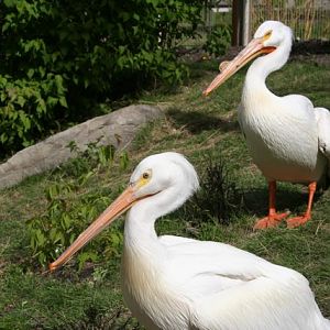 American White Pelican
