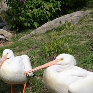 American White Pelican