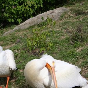 American White Pelican