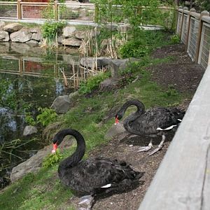 Black Swans