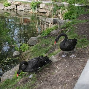 Black Swans