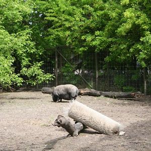 Pot-Bellied Pigs