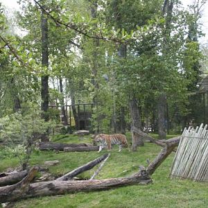 Amur Tiger Enclousure With Bikal