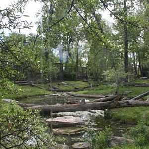 Amur Tiger Exhibit