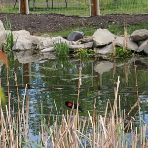 Red-Winged Blackbird