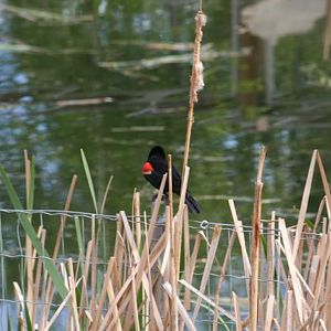 Red-Winged Blackbird