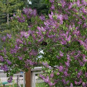 Red-Winged Blackbird in Lilac Bush